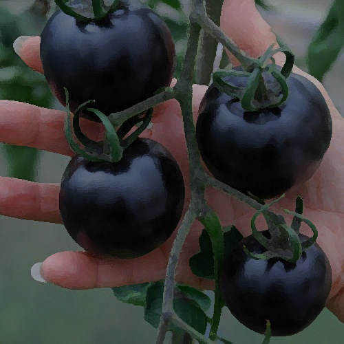 Tomate de forêt noire
