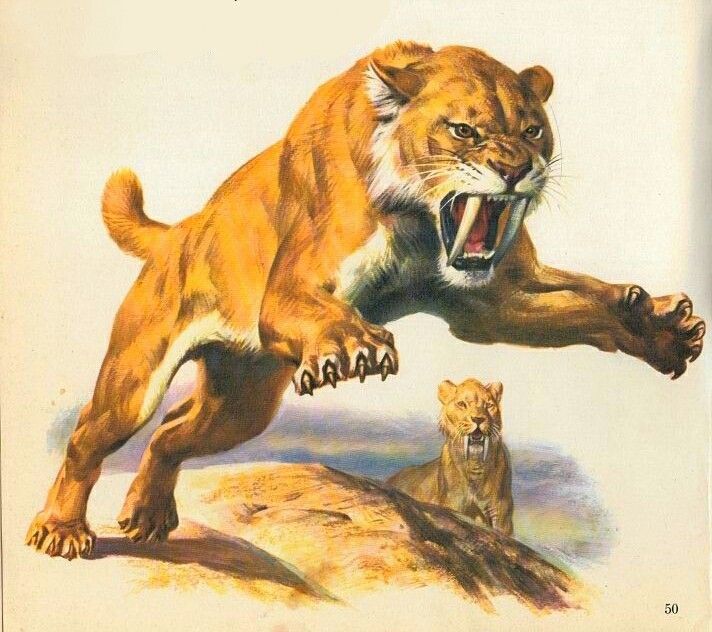 Tigre à dents de sabre